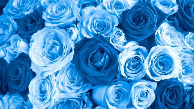 BlueRosesのバナー