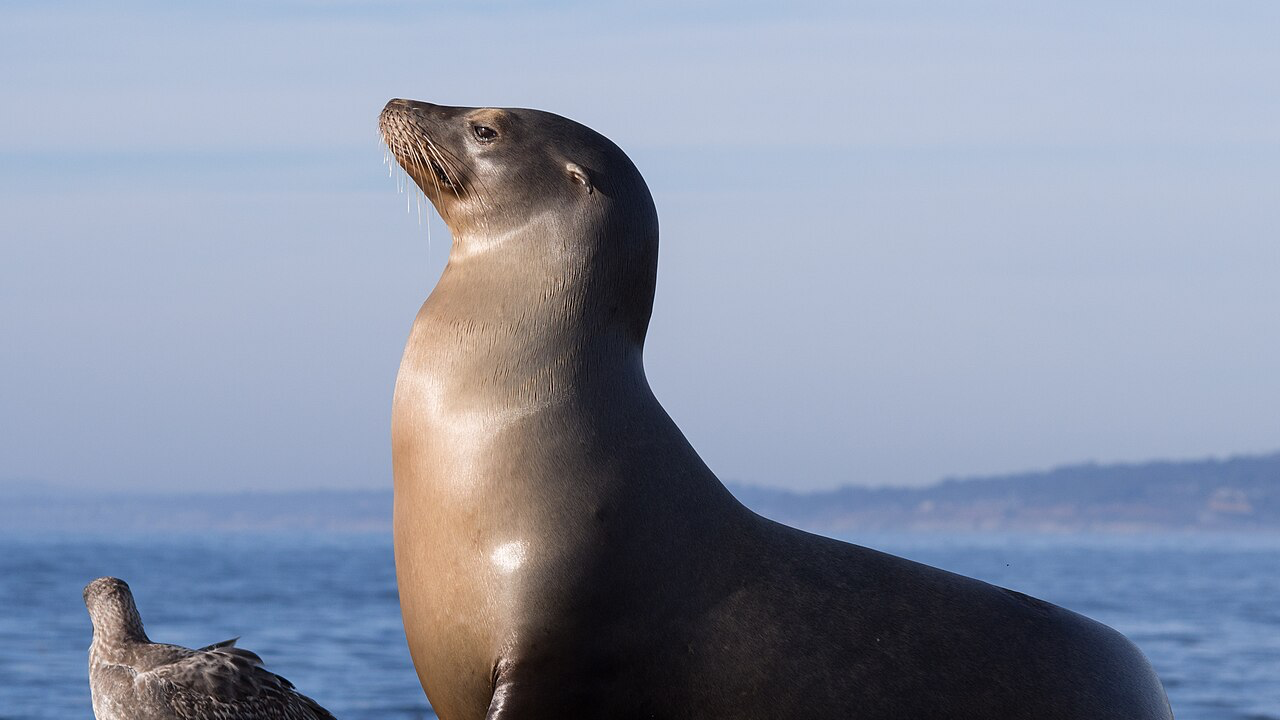 Sea lion clubのバナー