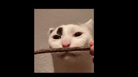 zazaのバナー