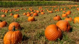 Hallereen punkin pach