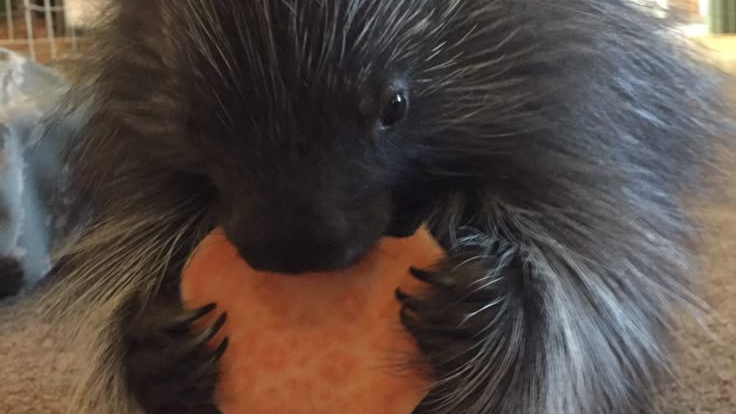 Porcupine Loversのバナー