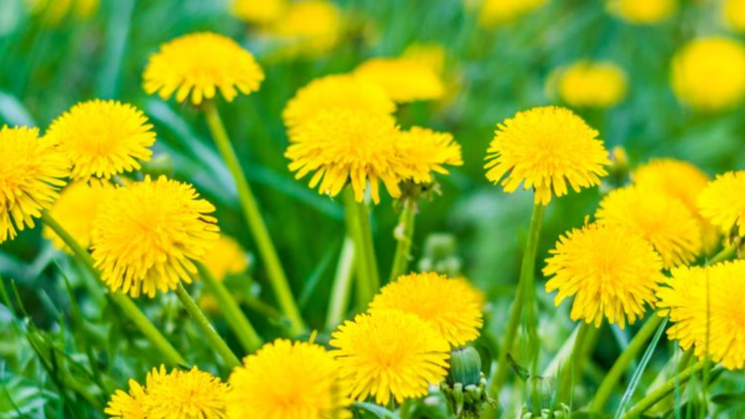 Yellow dandelionsのバナー