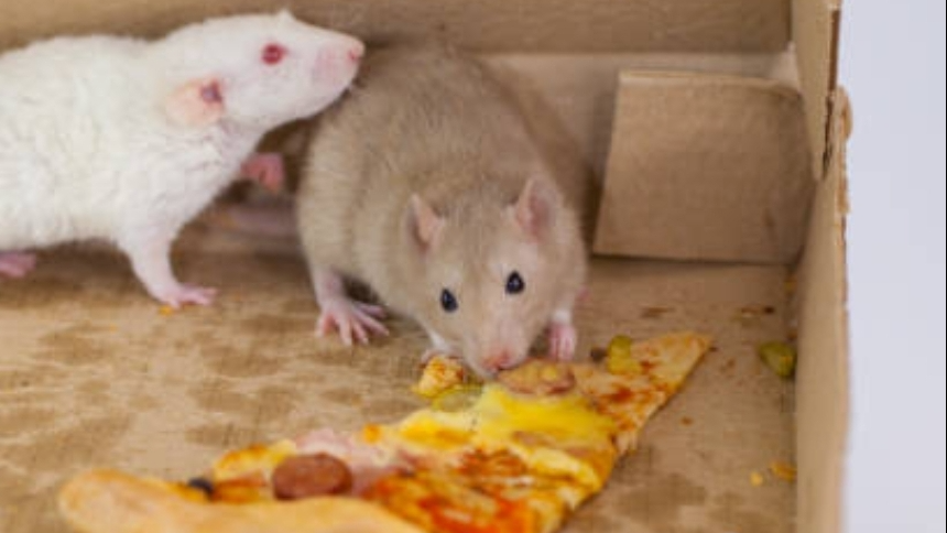 RATS EVERYWHERE