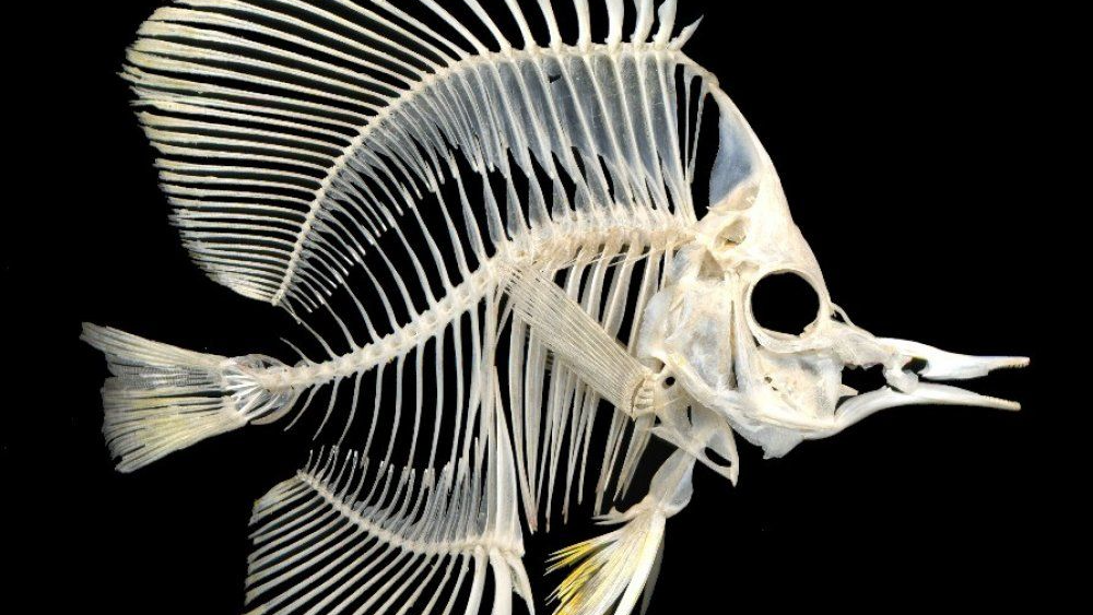 Anti Fishのバナー