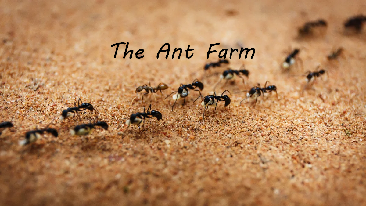 The Ant Farm