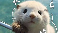 ZΣППY'Ƨ KIПGDӨMのバナー