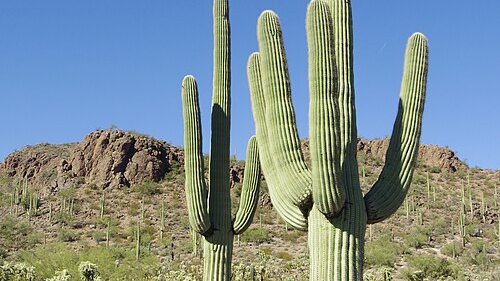 Cactus RPのバナー