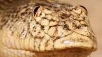 Snake loveのバナー