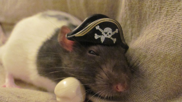 Scurviest Ratsのバナー