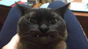 This cat likers