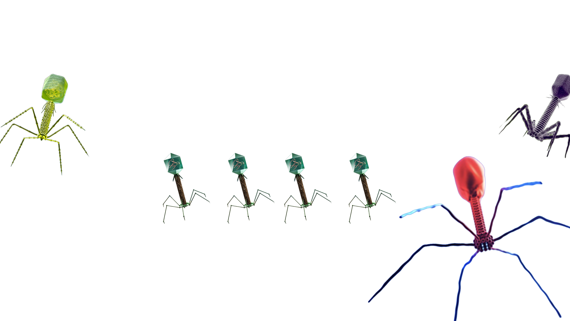 phagesのバナー