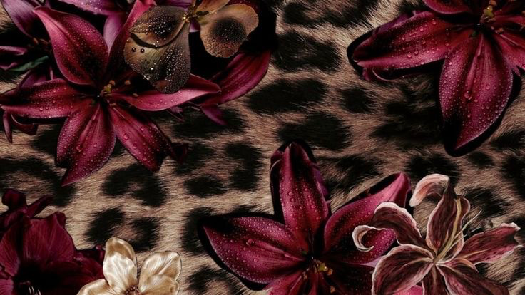 Lolas kittensのバナー
