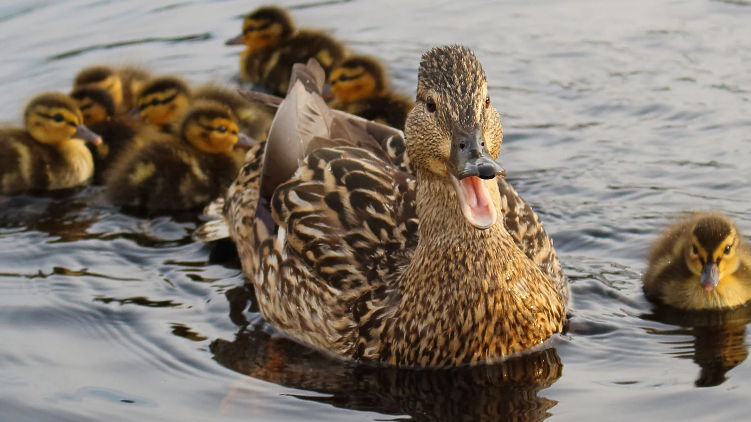 No ducks no gloryのバナー