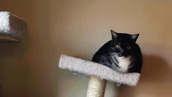 Berry's Cat Towerのバナー