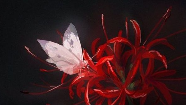 spider lily cafeのバナー