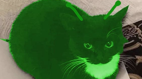 ThatOneGnarpyCatGroup