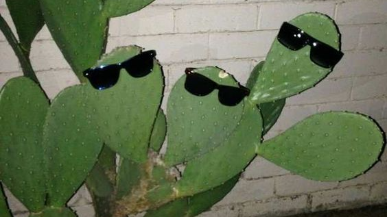 dumb bitches
