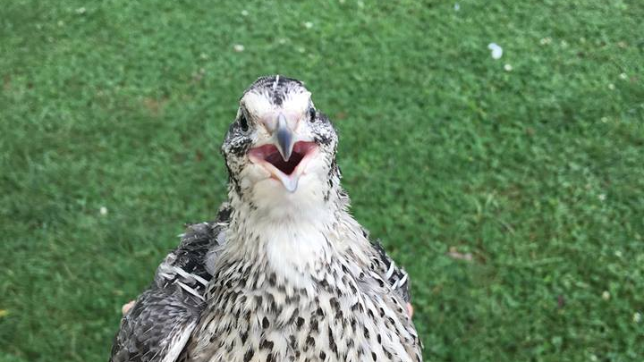 Quail friendsのバナー