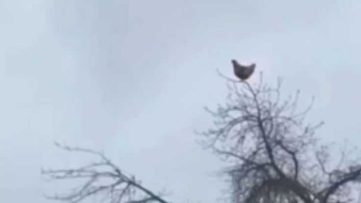 Chicken on a treeのバナー