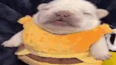 pibbelのバナー