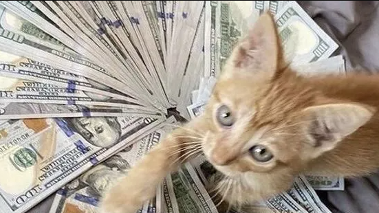 kitties