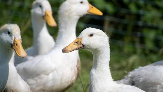 DUCKLOVERSのバナー