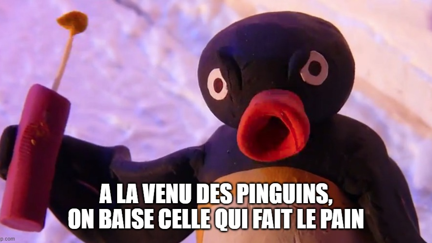 Club pingouin