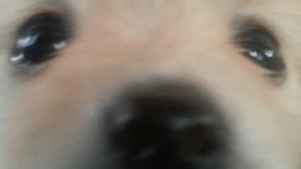 Stoner Puppies