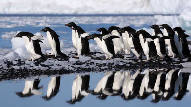 Penguin posse