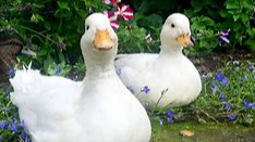The Duck Cultのバナー