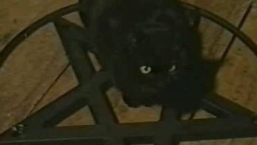 Cats Cultz