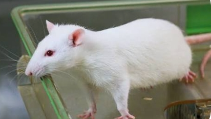 Ratsのバナー