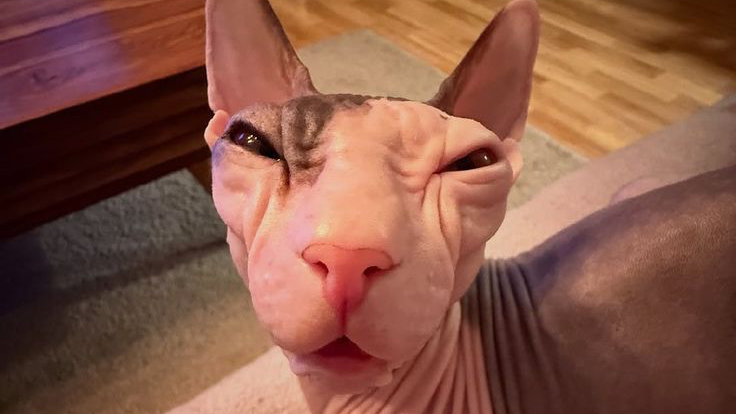 Cat Brainedのバナー