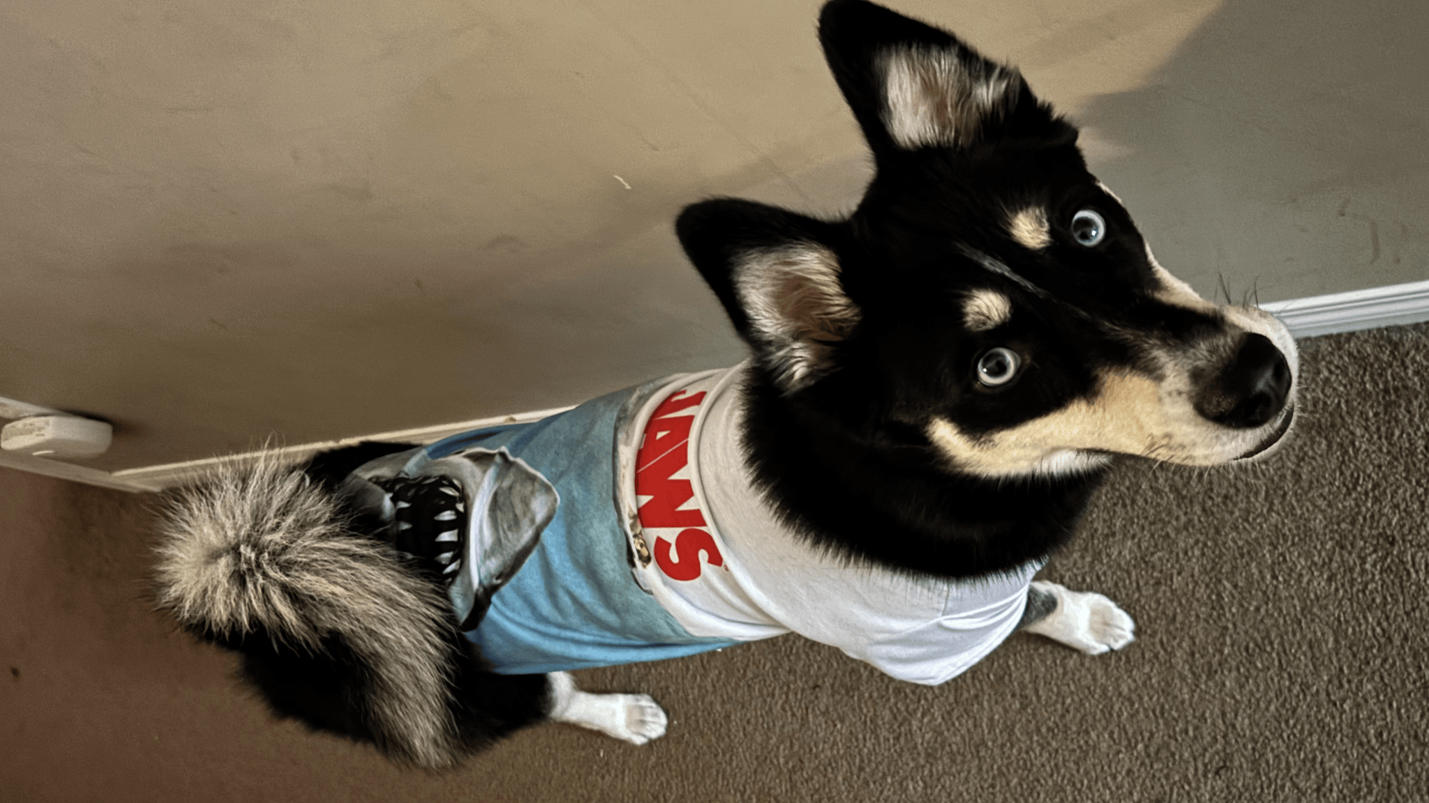 Truffle Pupのバナー