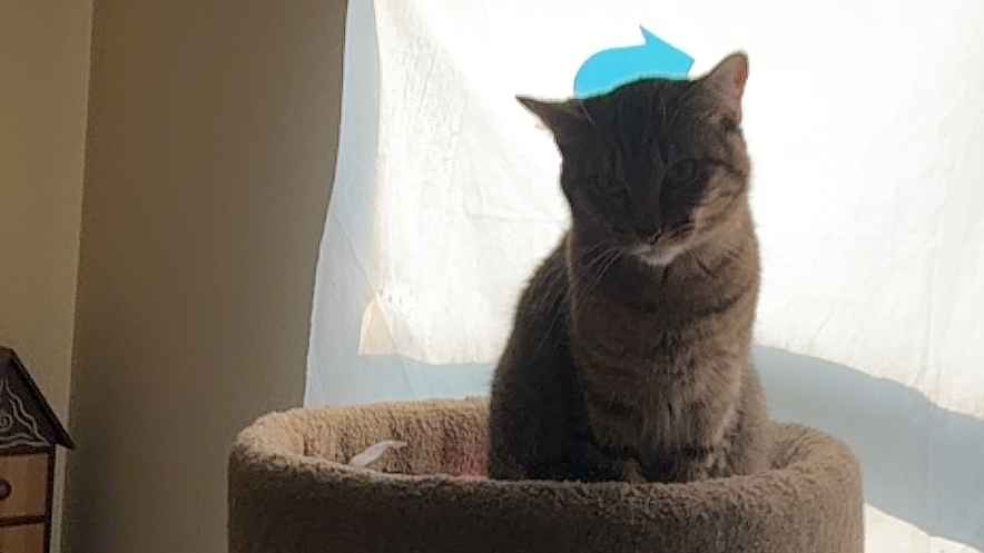 Luna tuna lovers