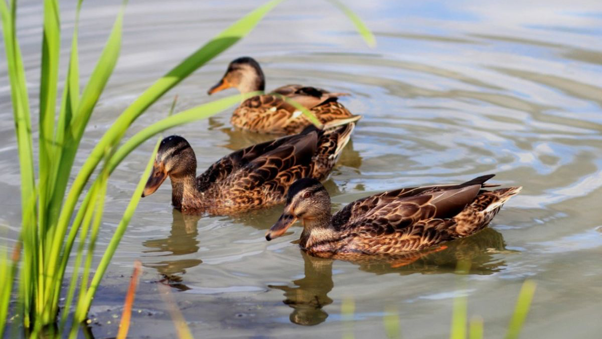 The Duck Pondのバナー