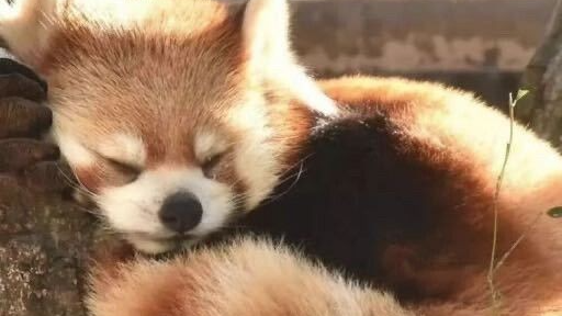 I LAVV RED PANDAS