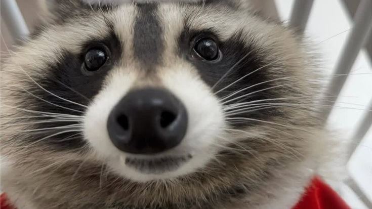 Raccoon Kingdomのバナー