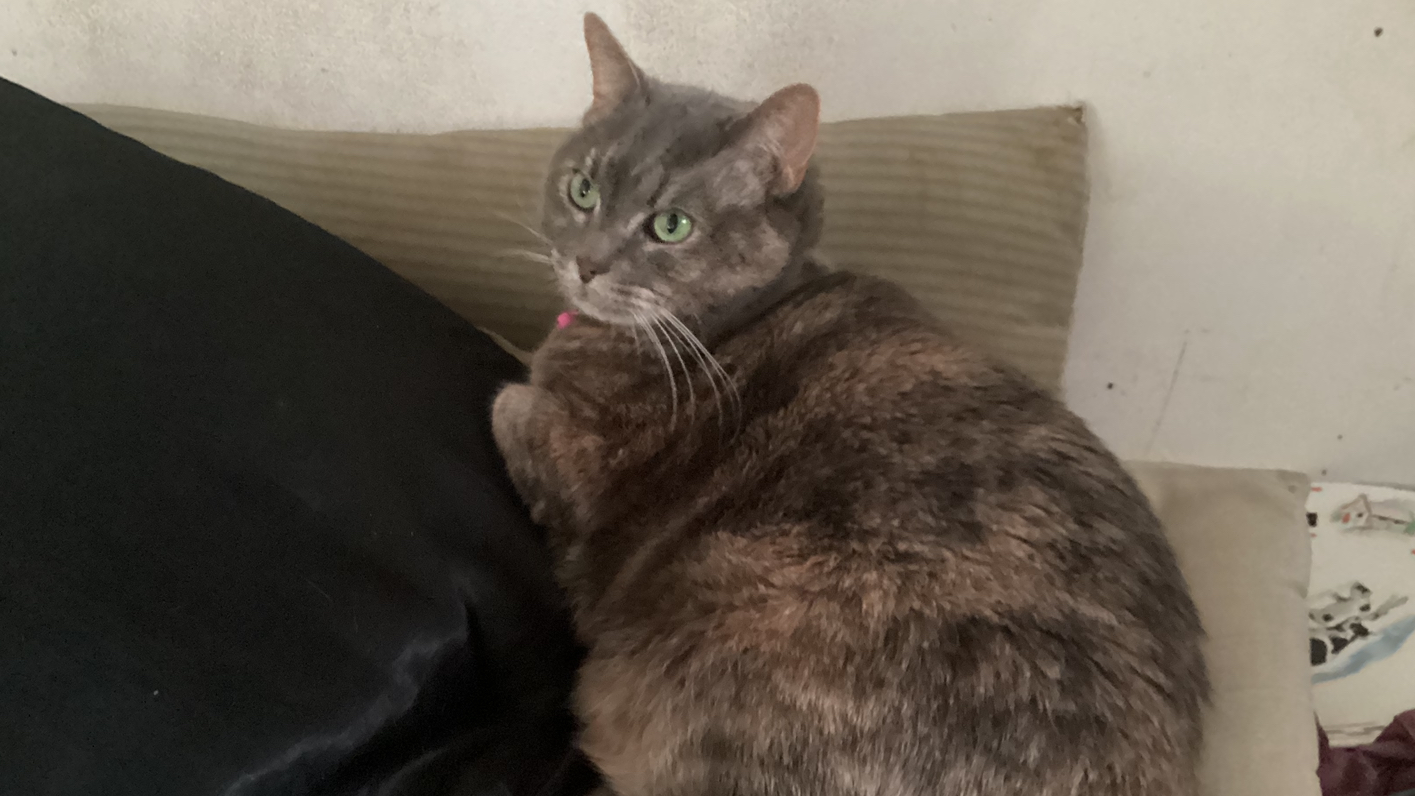 kittyのバナー