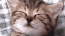 meowingのバナー