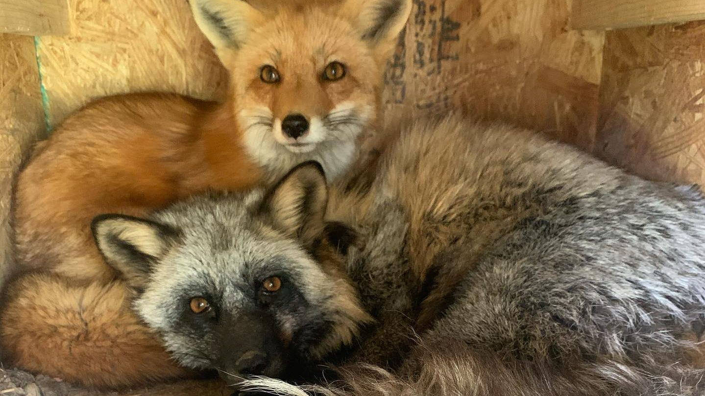the cuddly fox