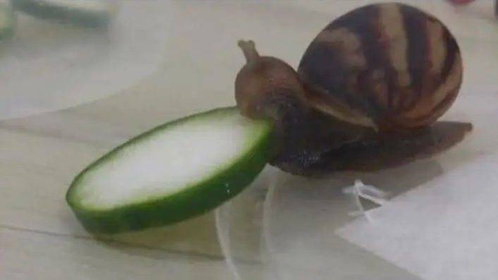Snailbys snails
