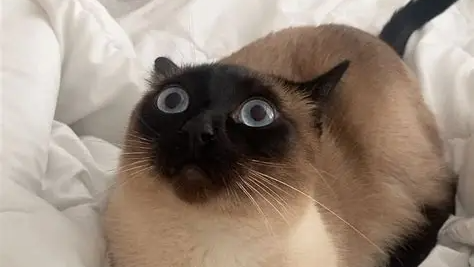 stellas siamese group