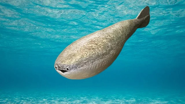 sacabambaspis