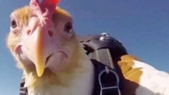 Cheeseburger bird