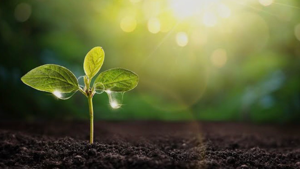 Plantのバナー