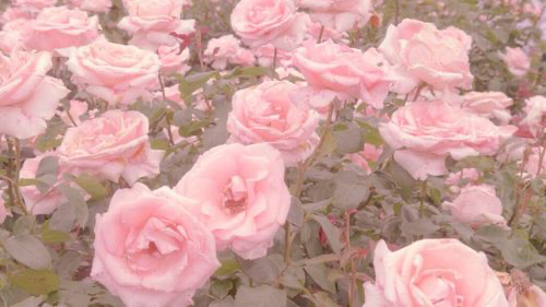 ~Rose~