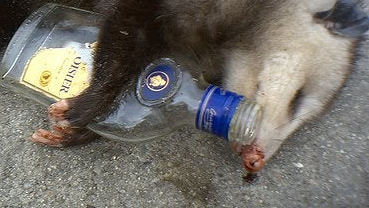 Funky Opossumのバナー