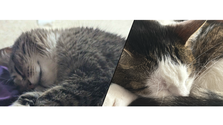 I LOVE MY CATのバナー