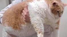 cat named biggiesmalls
